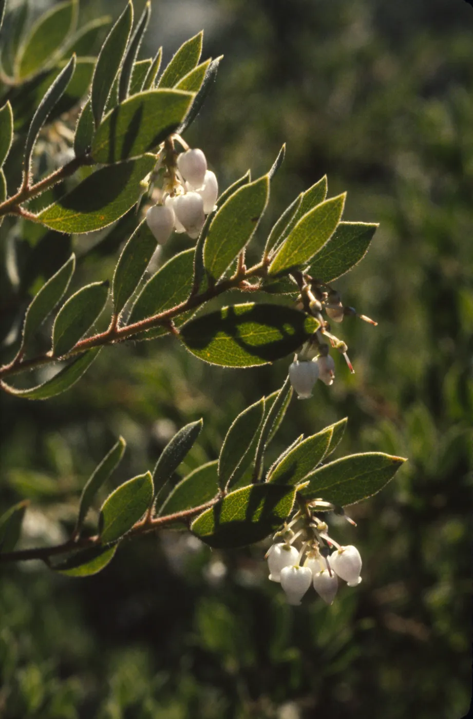 Arctostaphylos densiflora