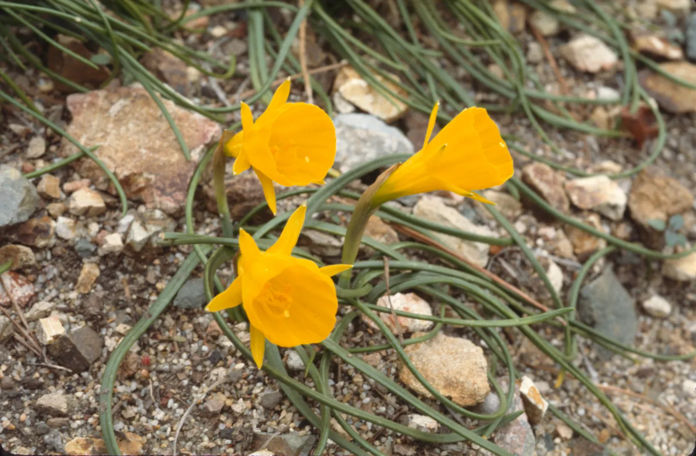 Narcissus hedraeanthus