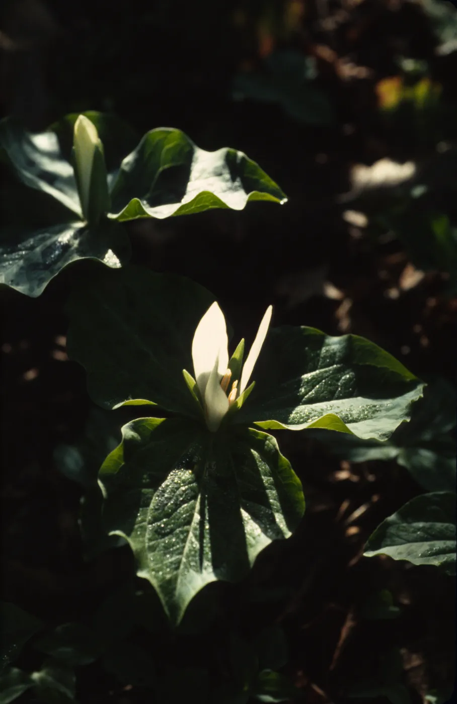 Trillium chloropetalum