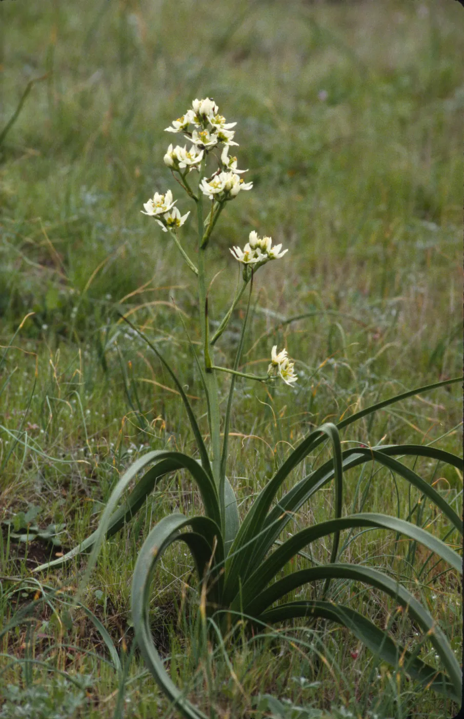 Zigadenus fremontii