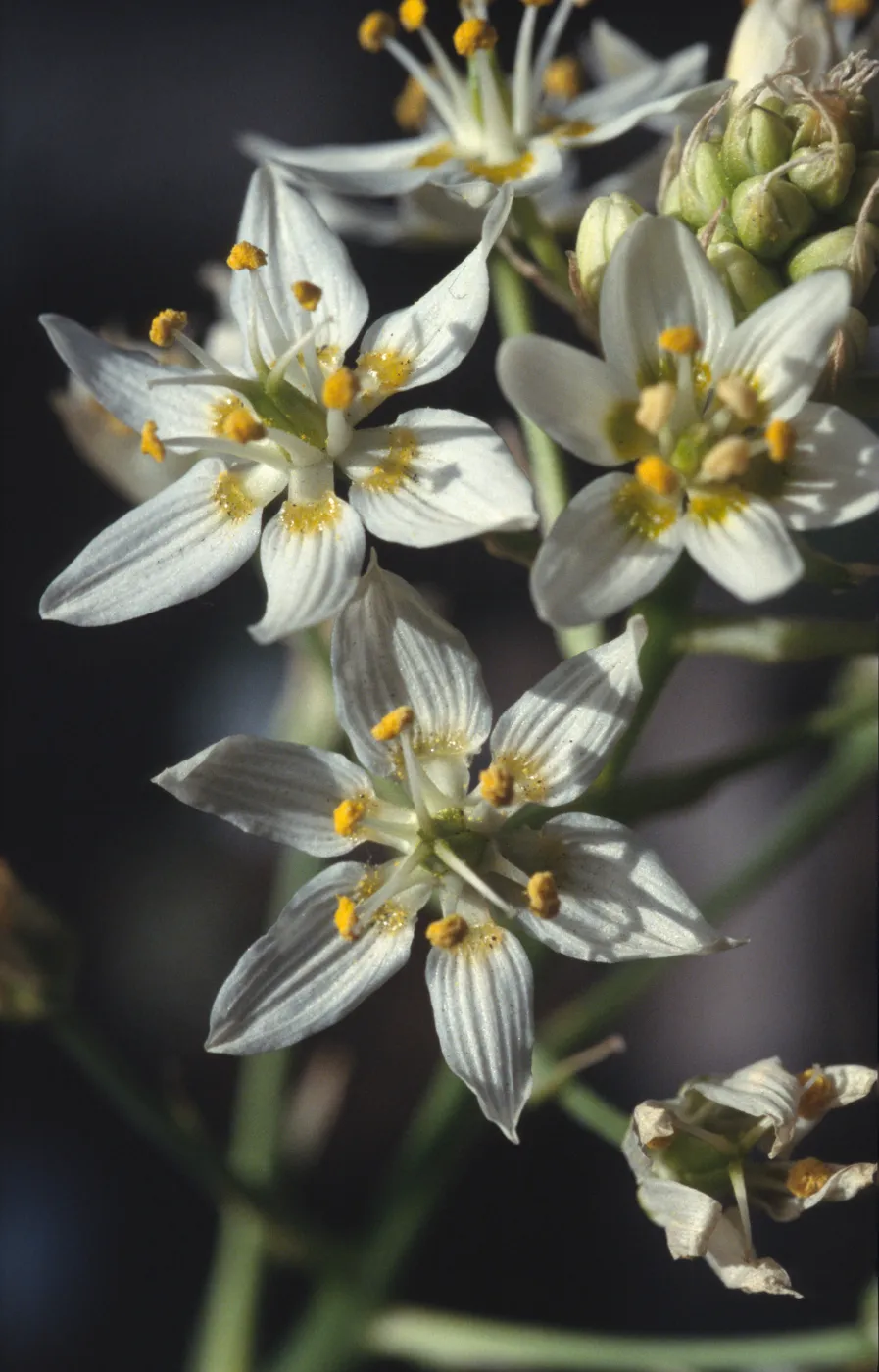 Zigadenus fremontii