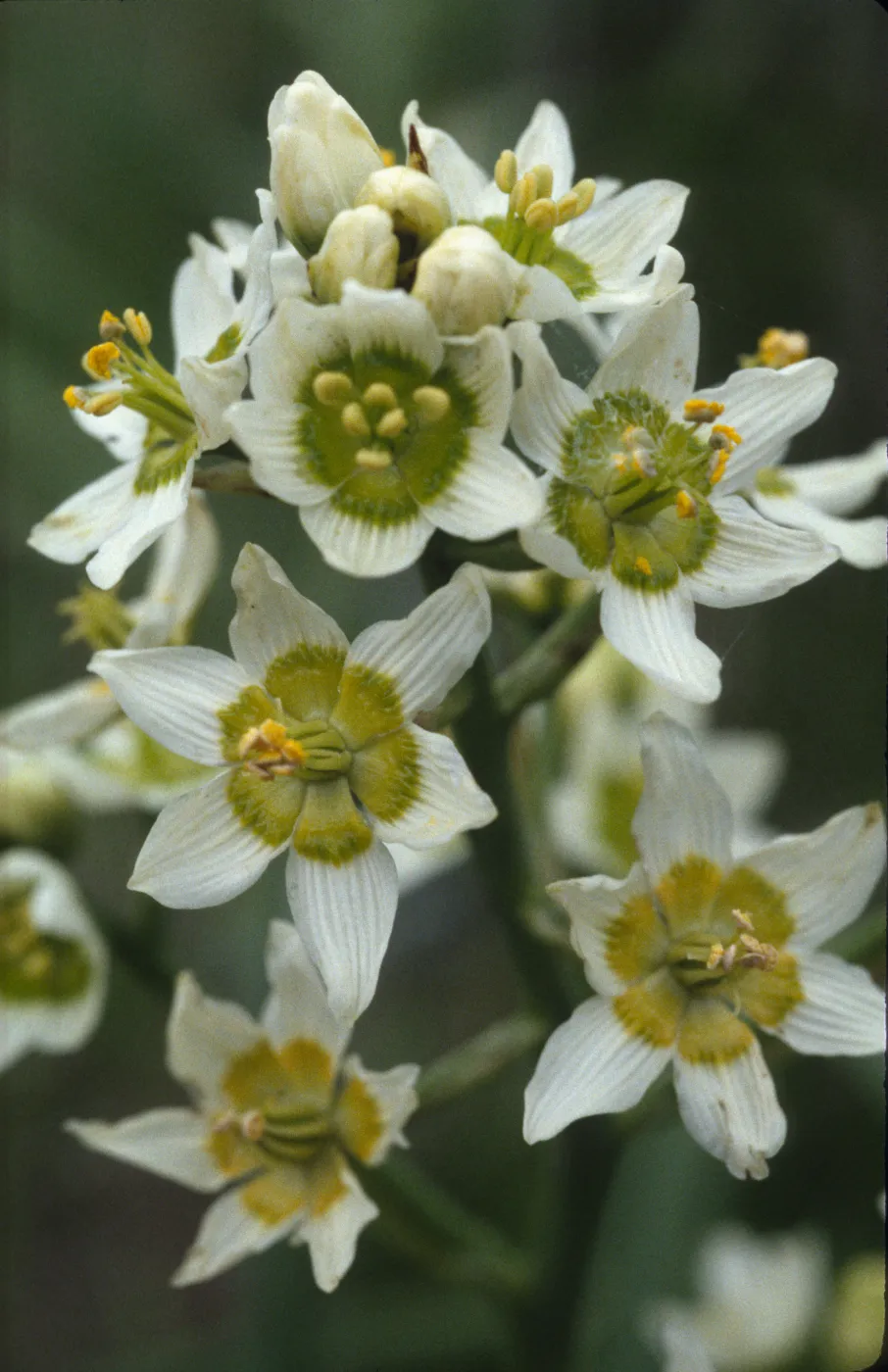 Zigadenus fremontii