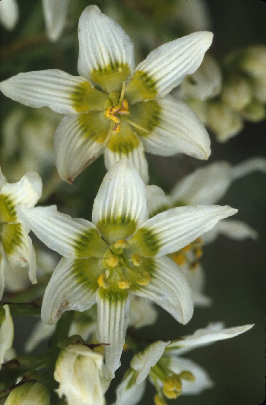 Zigadenus fremontii