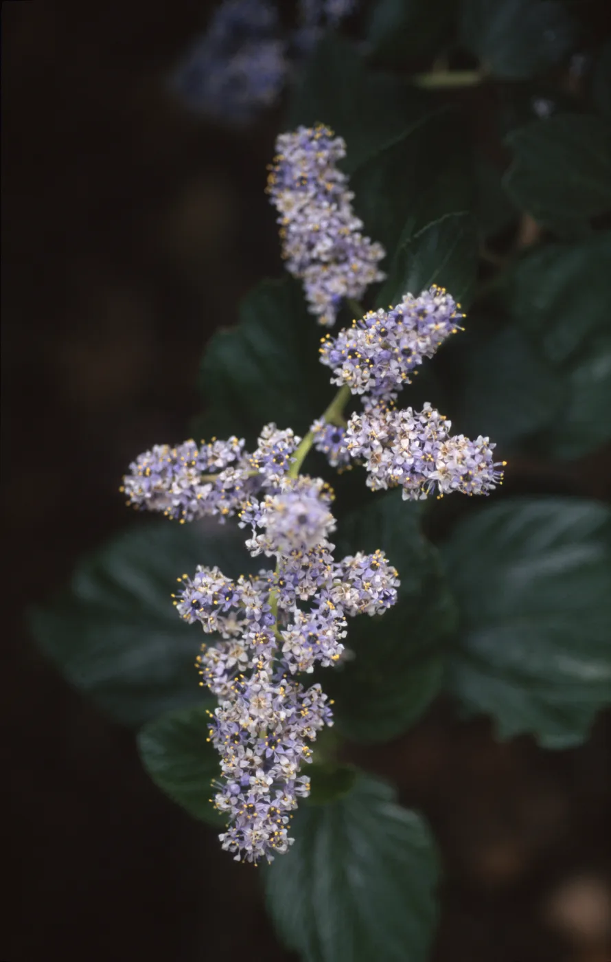 Ceanothus arboreus
