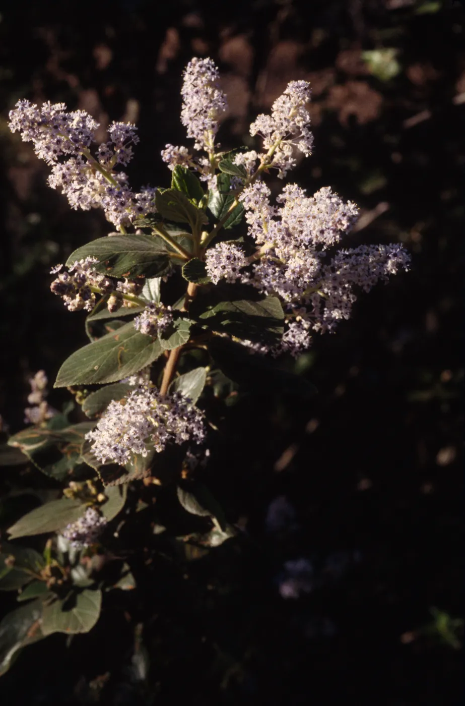 Ceanothus arboreus