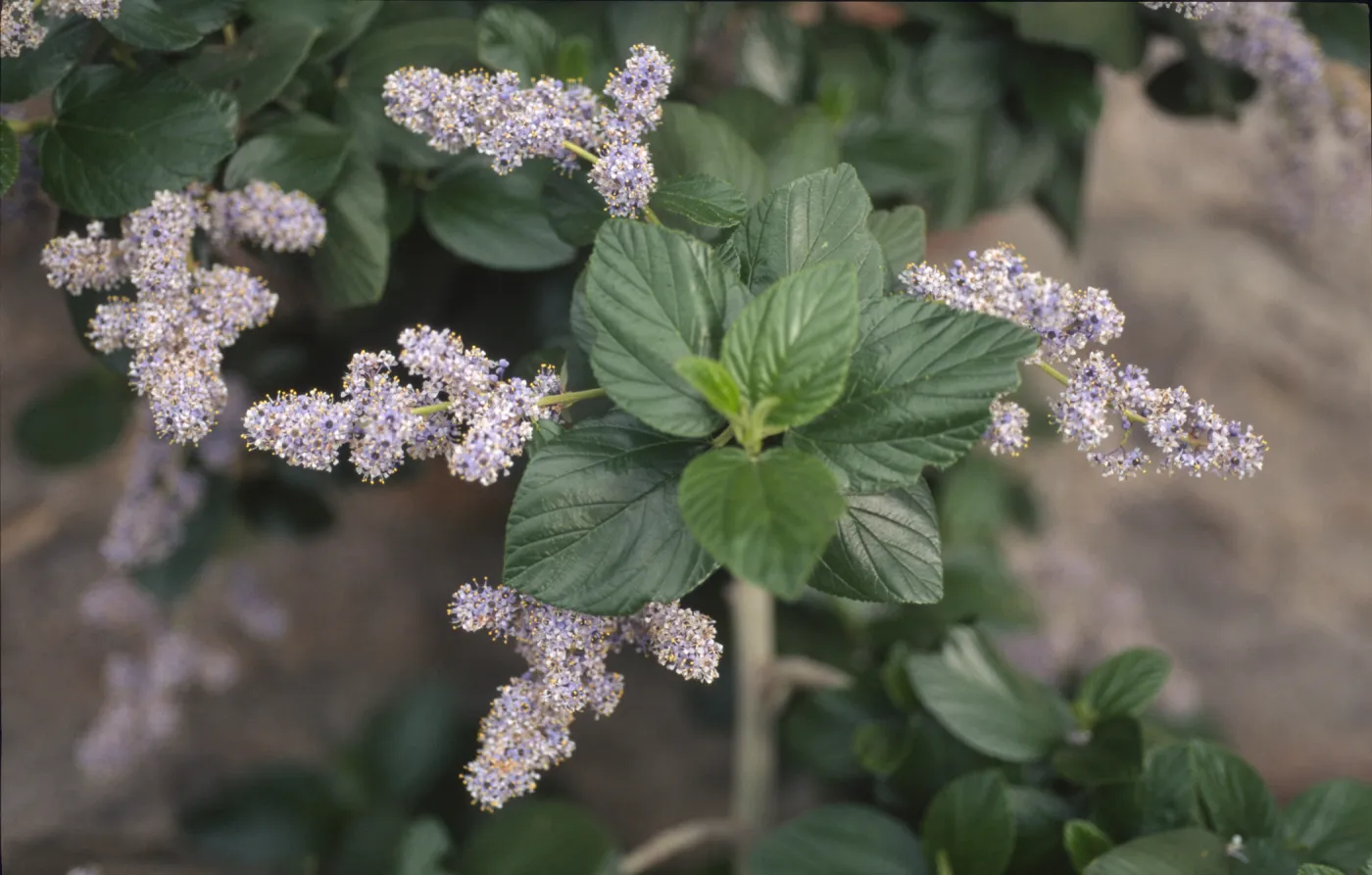 Ceanothus arboreus