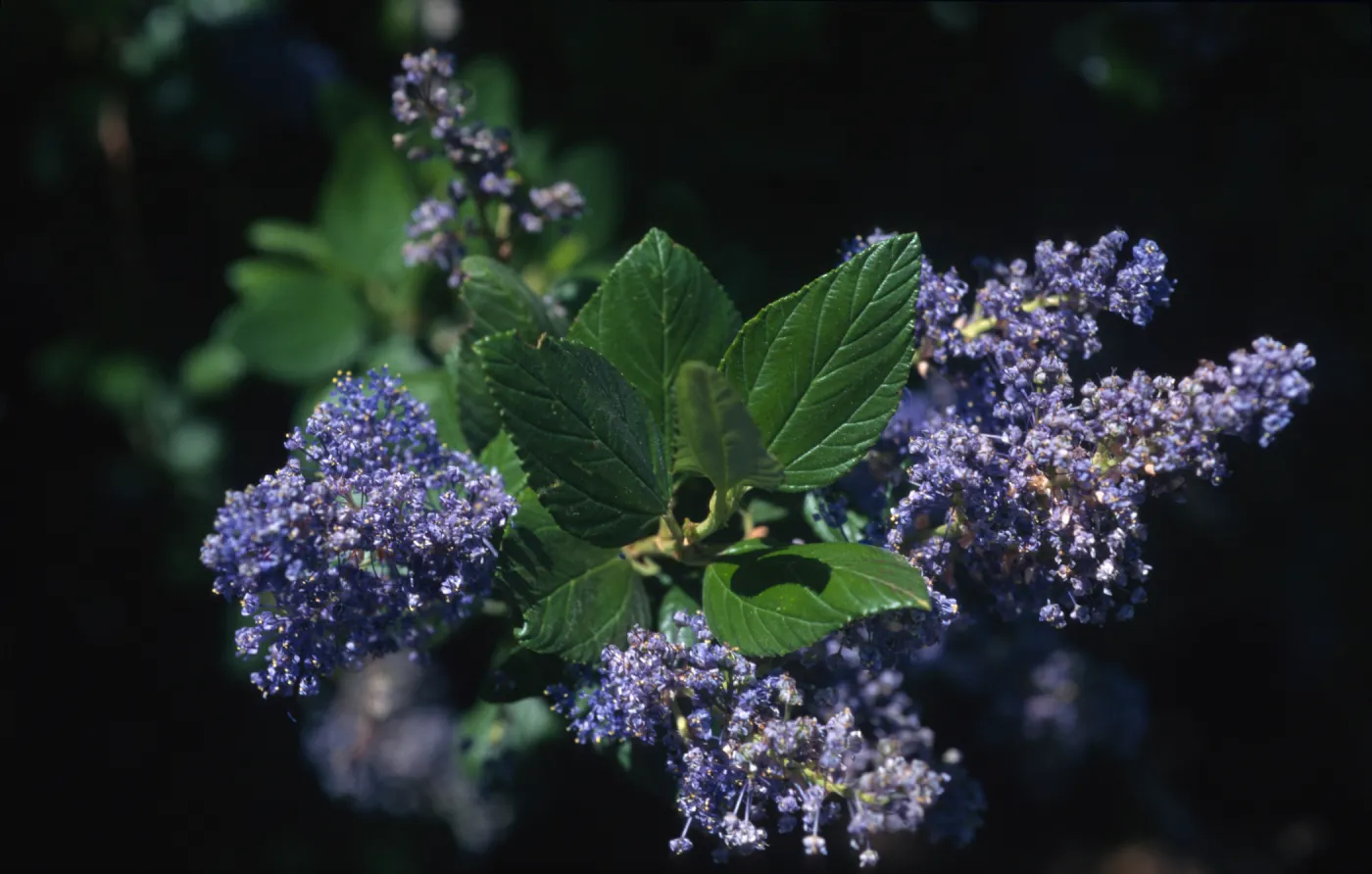Ceanothus arboreus