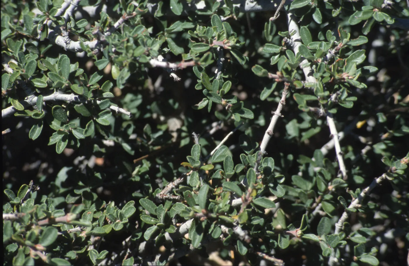 Ceanothus arcuatus