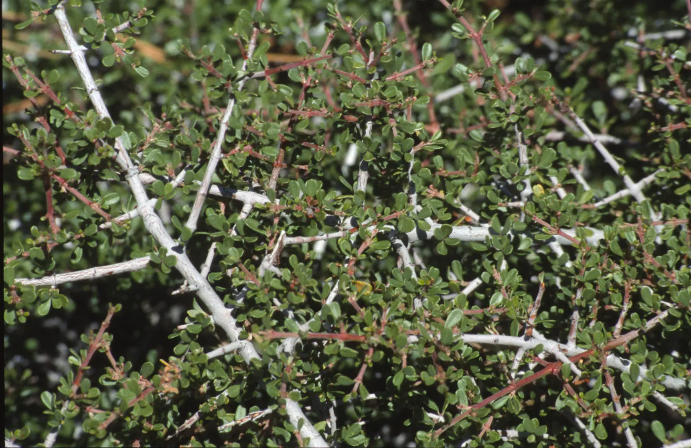 Ceanothus arcuatus