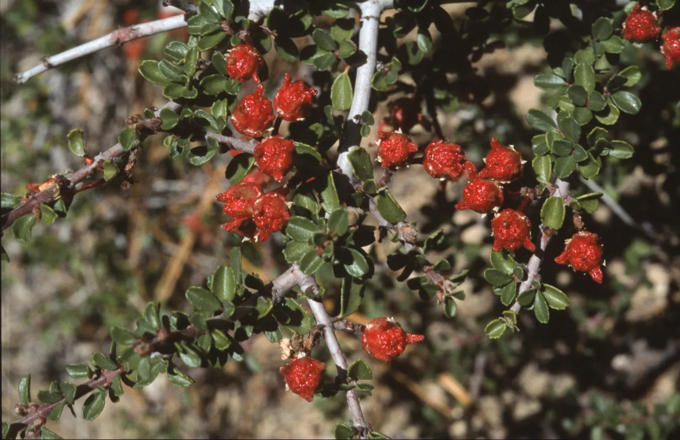 Ceanothus arcuatus