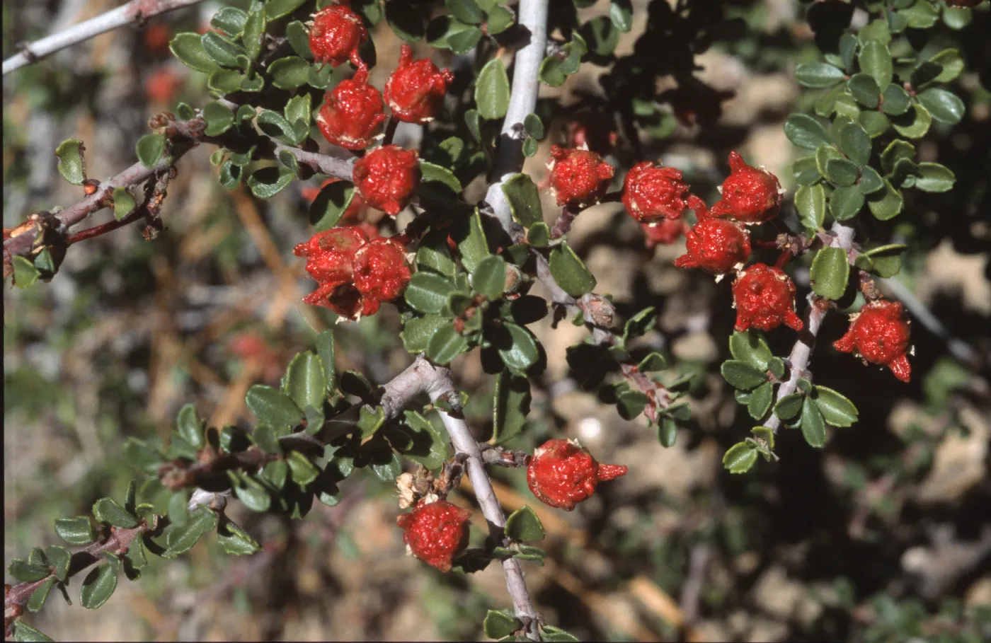 Ceanothus arcuatus