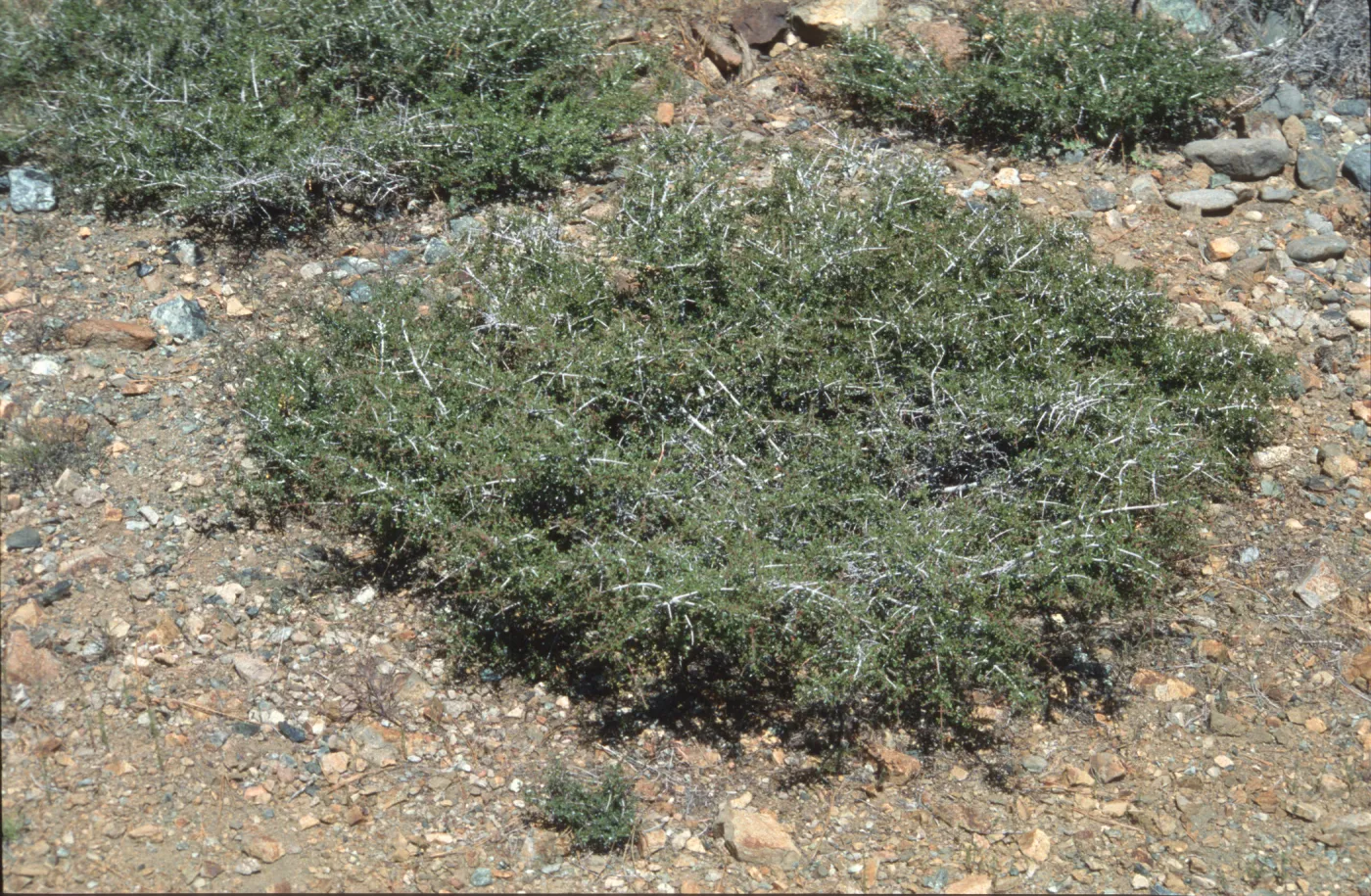 Ceanothus arcuatus