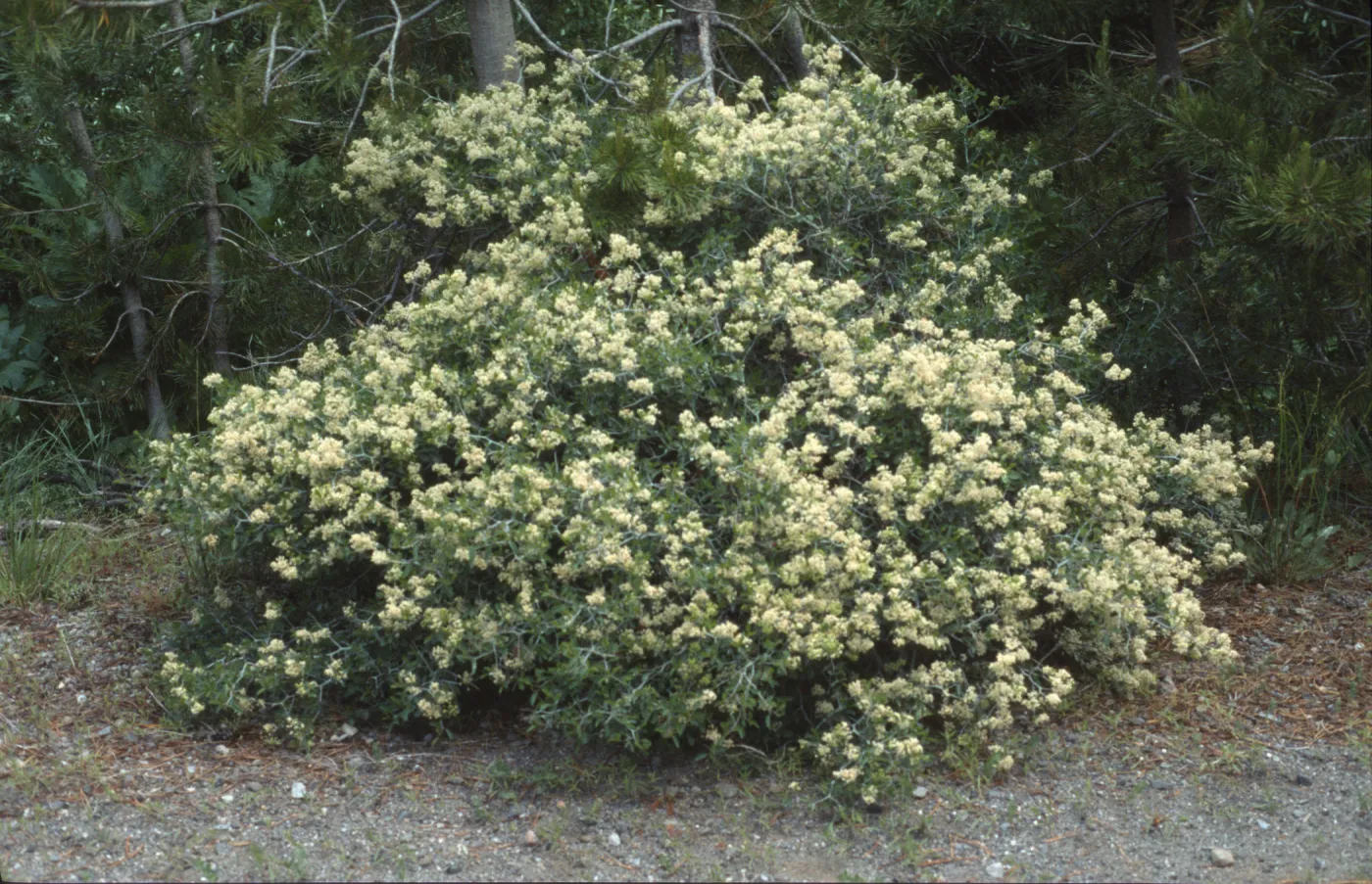 Ceanothus cordulatus