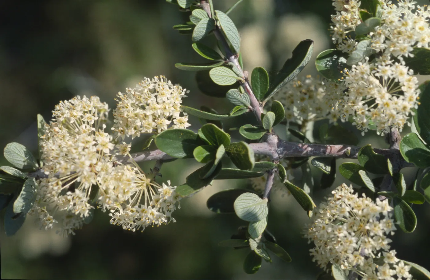 Ceanothus cuneatus var. cuneatus