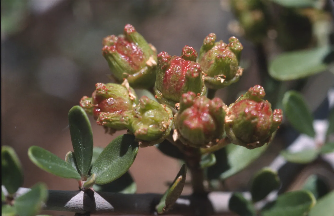 Ceanothus cuneatus var. cuneatus