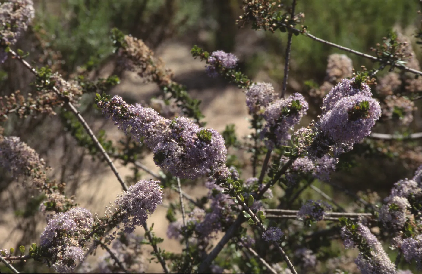 Ceanothus cuneatus var. fascicularis