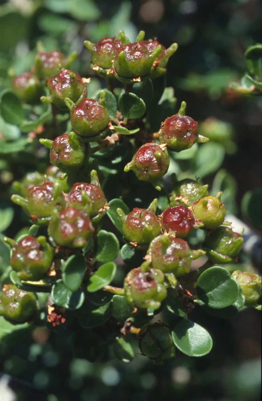 Ceanothus cuneatus var. ramulosus