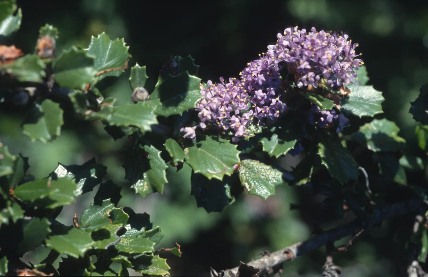 Ceanothus cuneatus var. rigidus