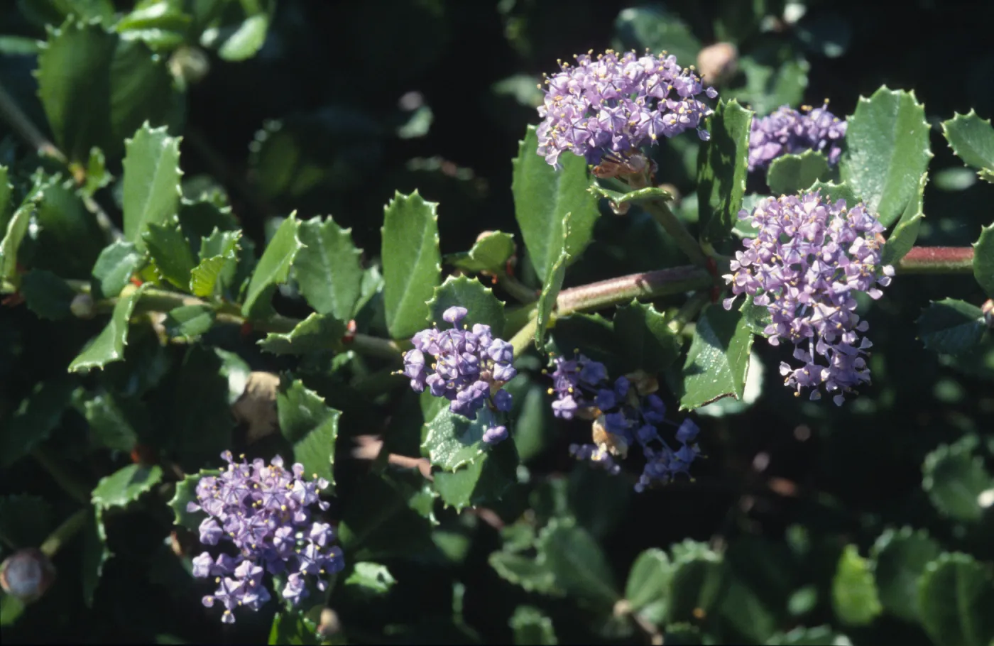 Ceanothus gloriosus