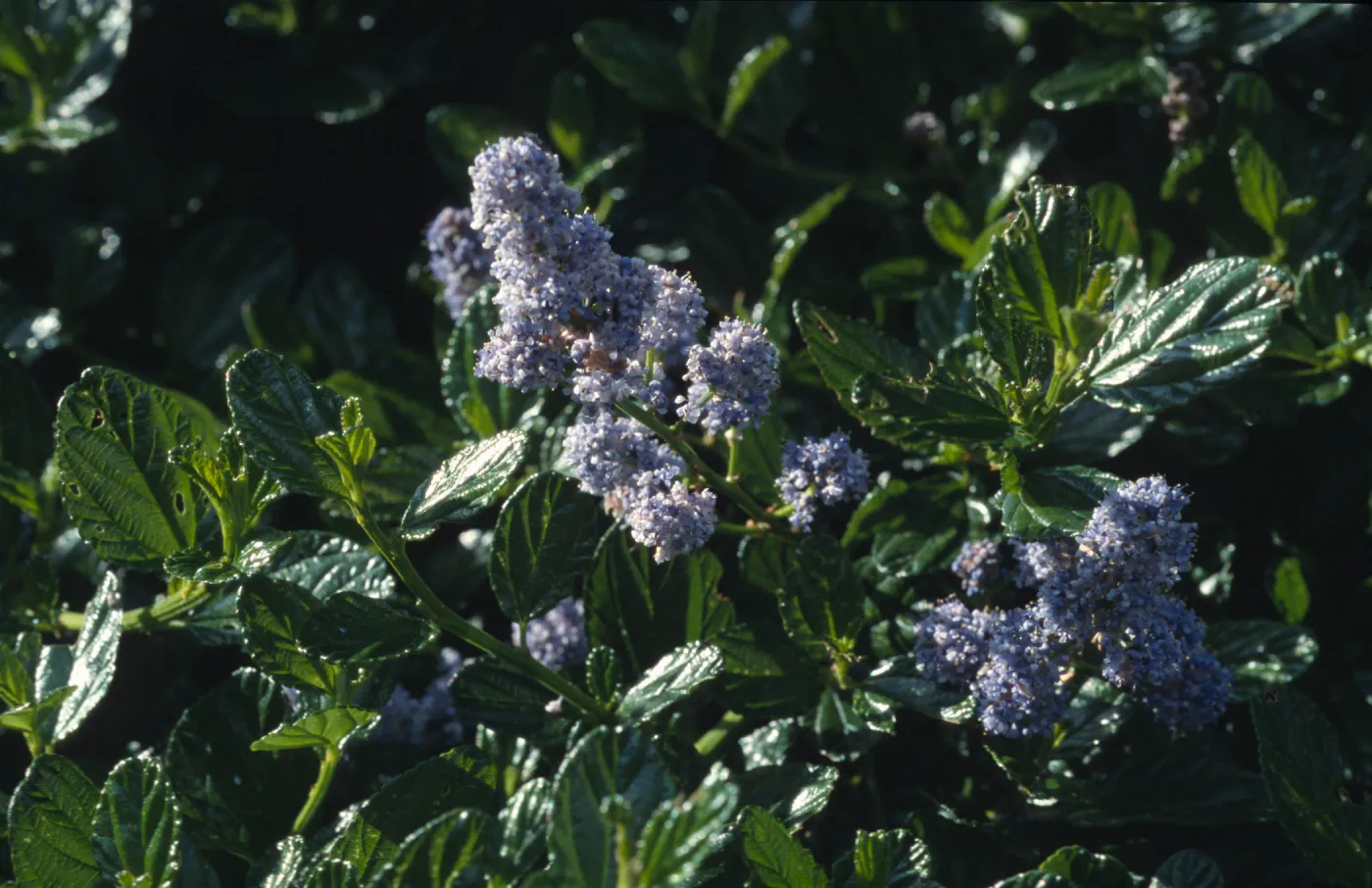 Ceanothus griseus