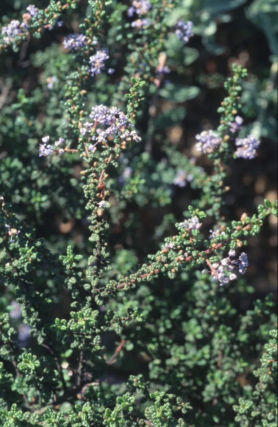 Ceanothus impressus