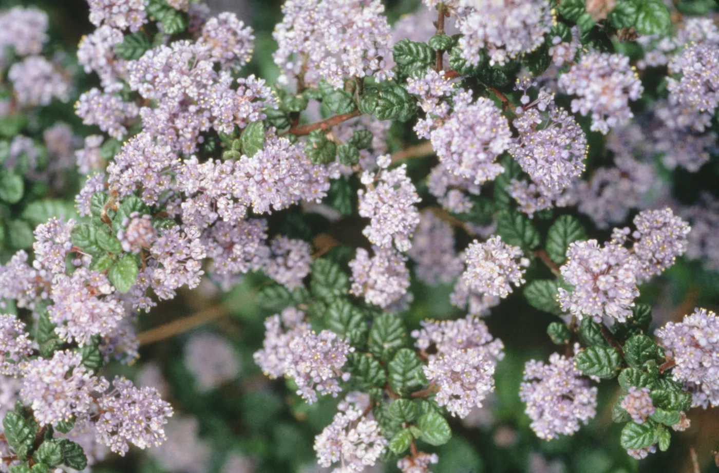 Ceanothus impressus