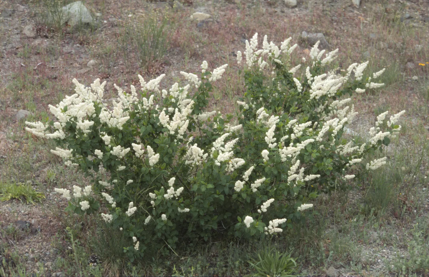 Ceanothus integerrimus