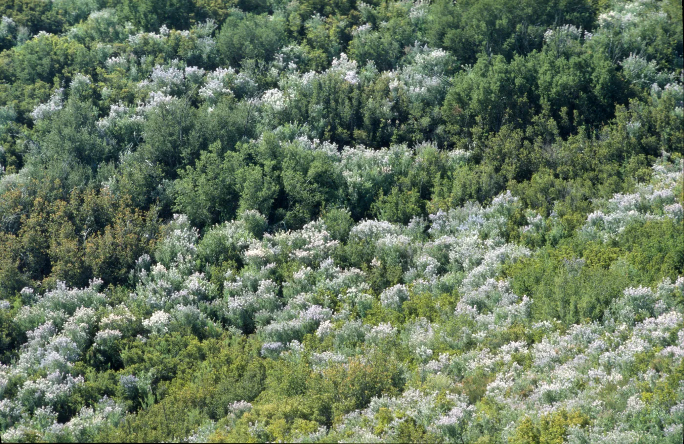 Ceanothus leucodermis