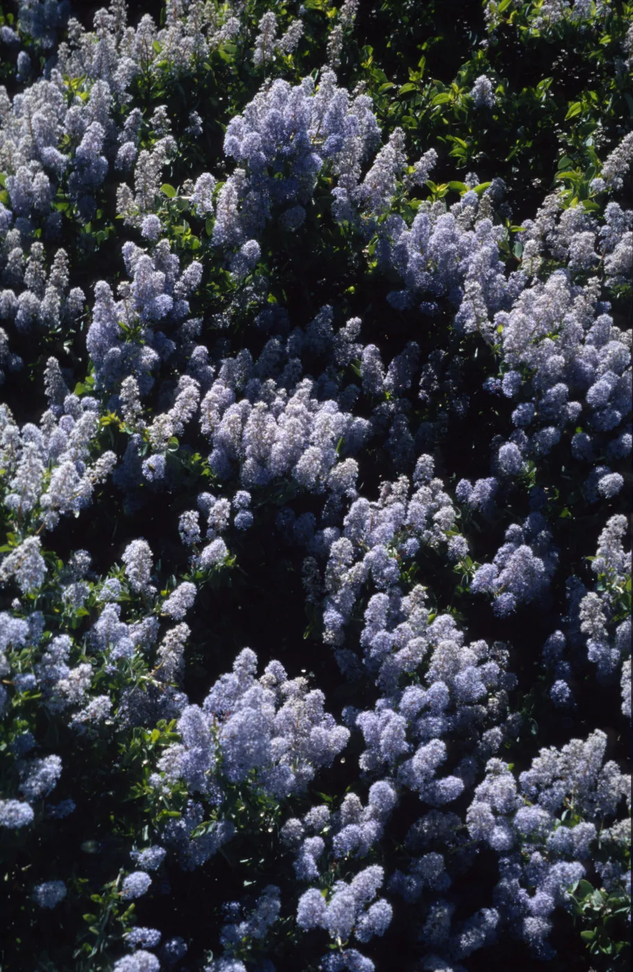 Ceanothus leucodermis
