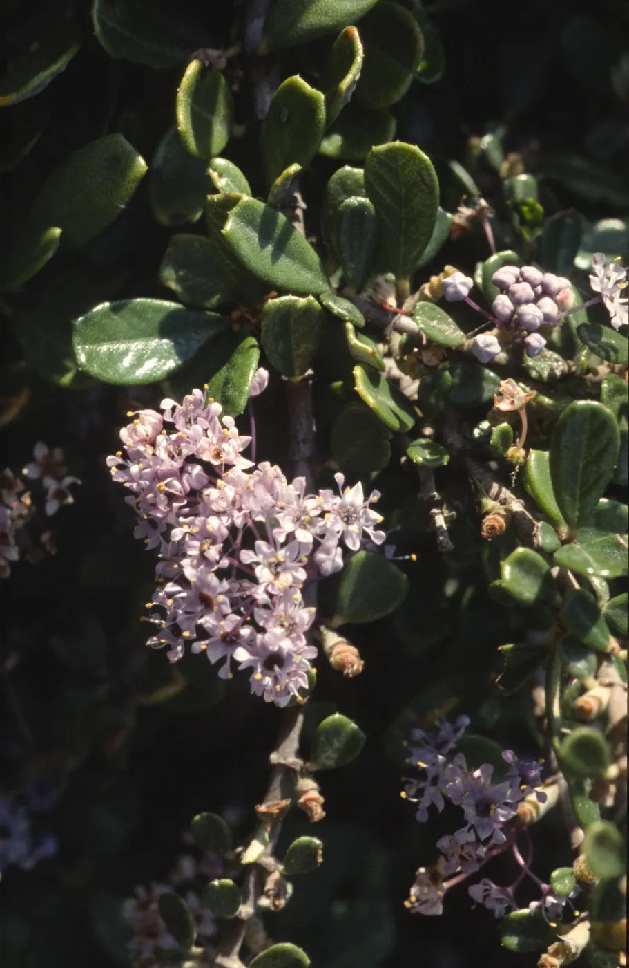 Ceanothus maritimus