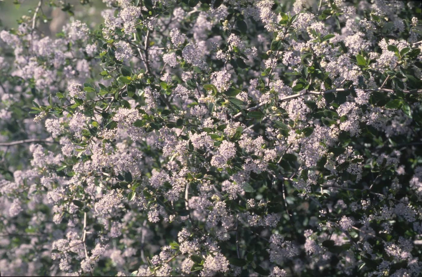 Ceanothus oliganthus