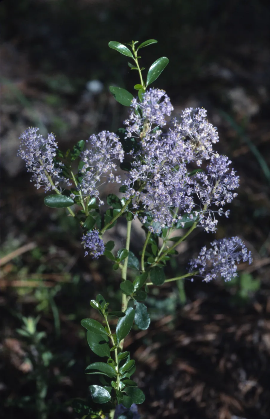 Ceanothus parvifolius