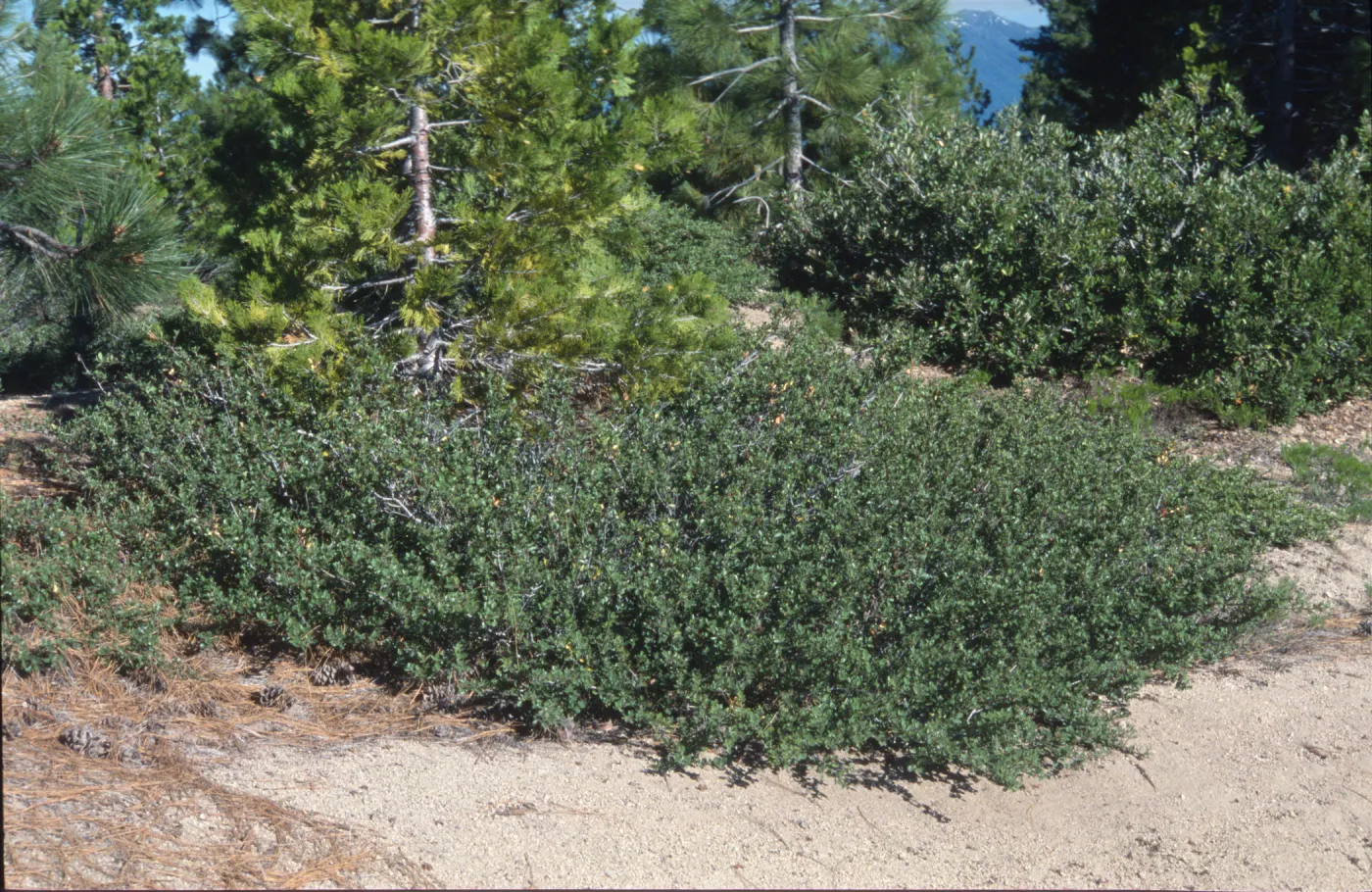 Ceanothus pinetorum