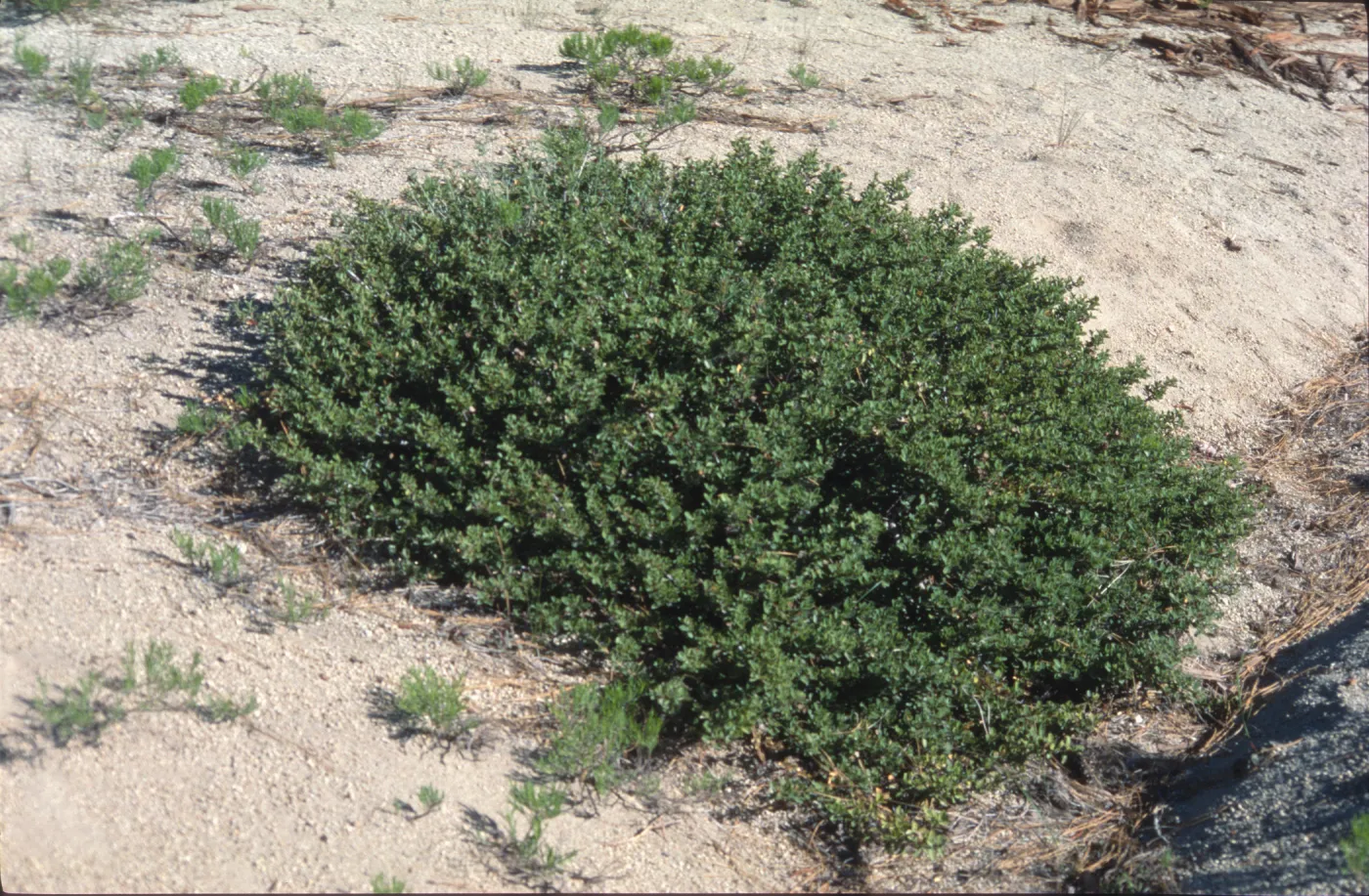 Ceanothus pinetorum