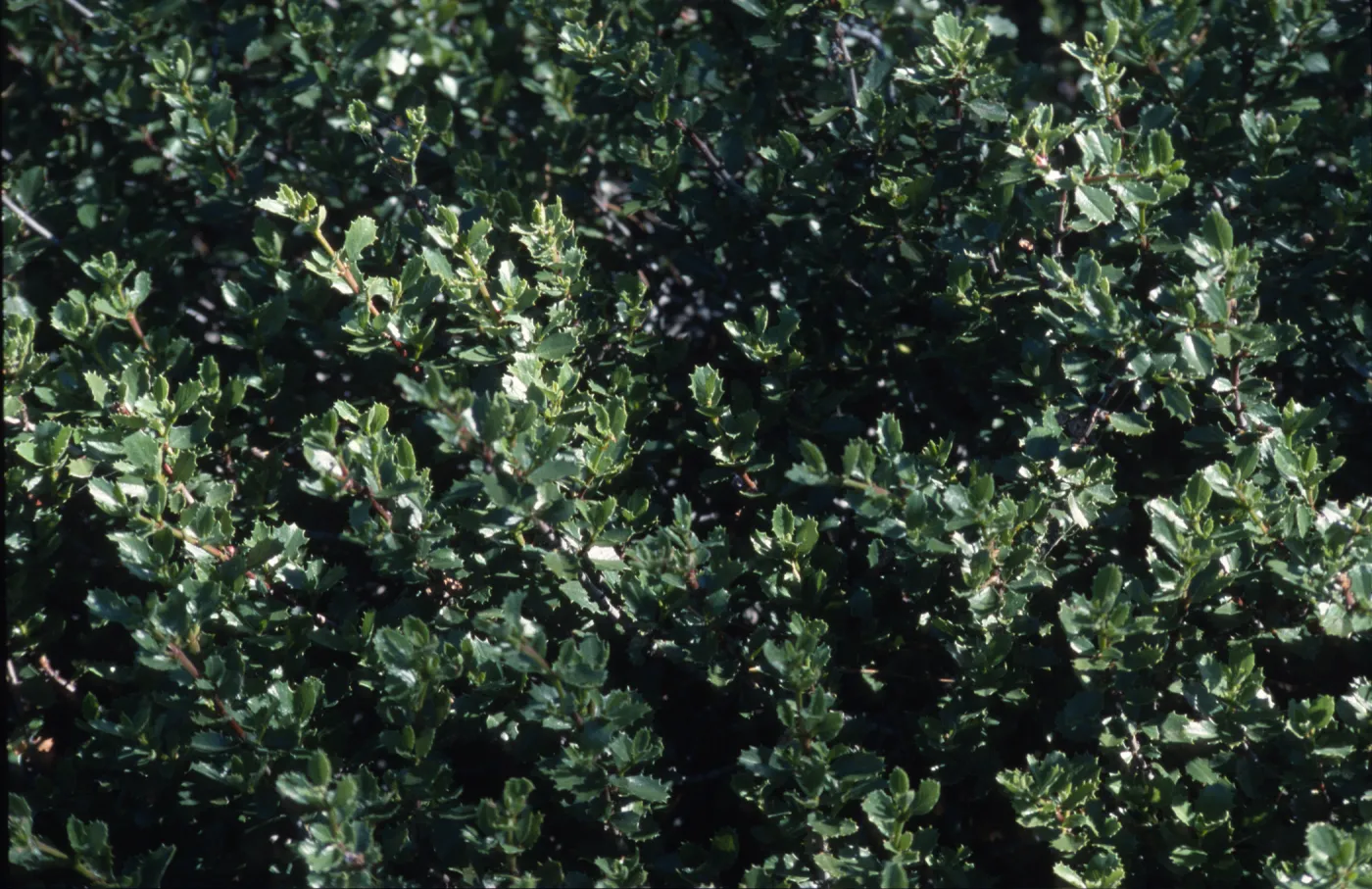 Ceanothus pinetorum