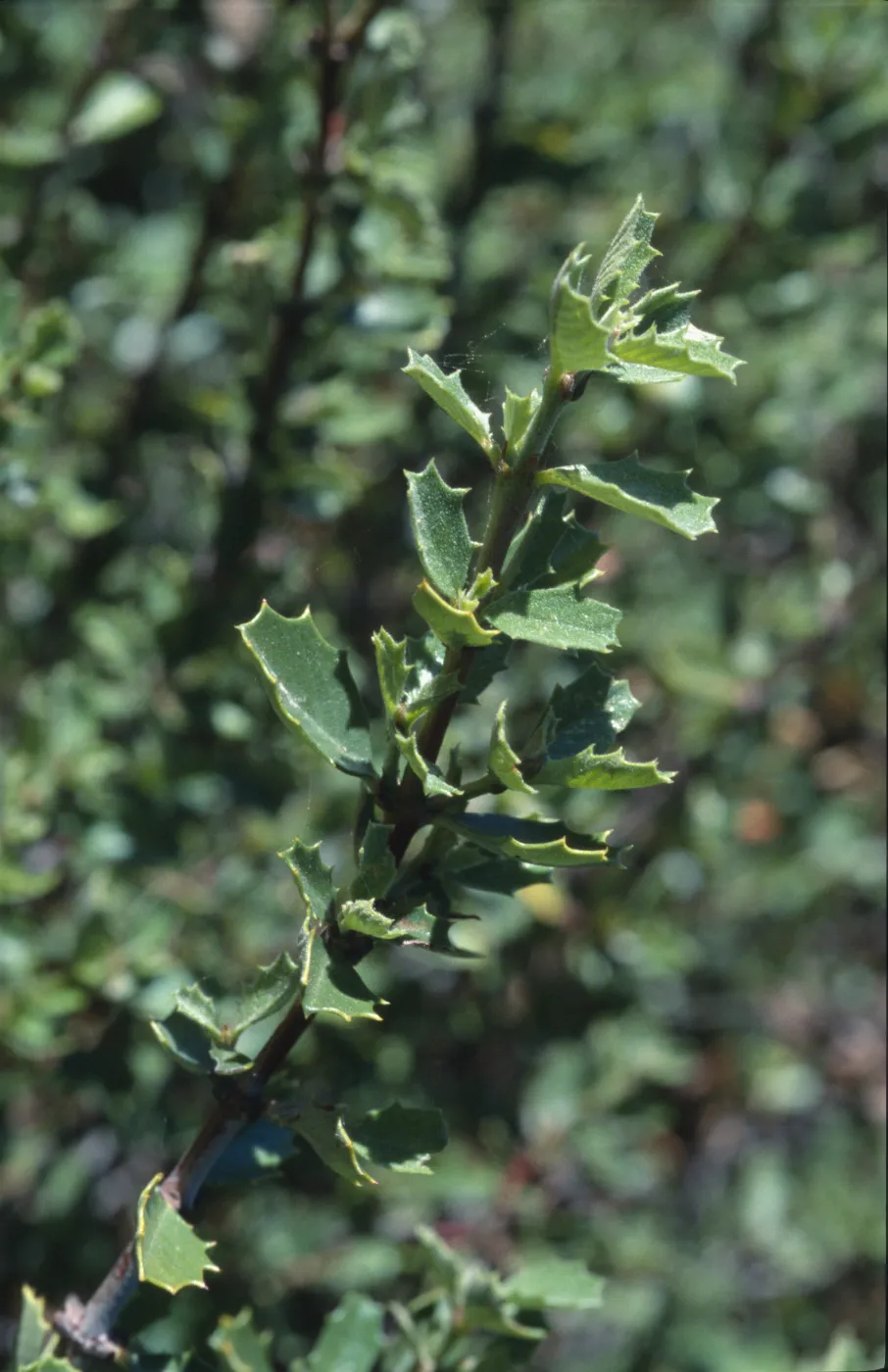 Ceanothus pinetorum