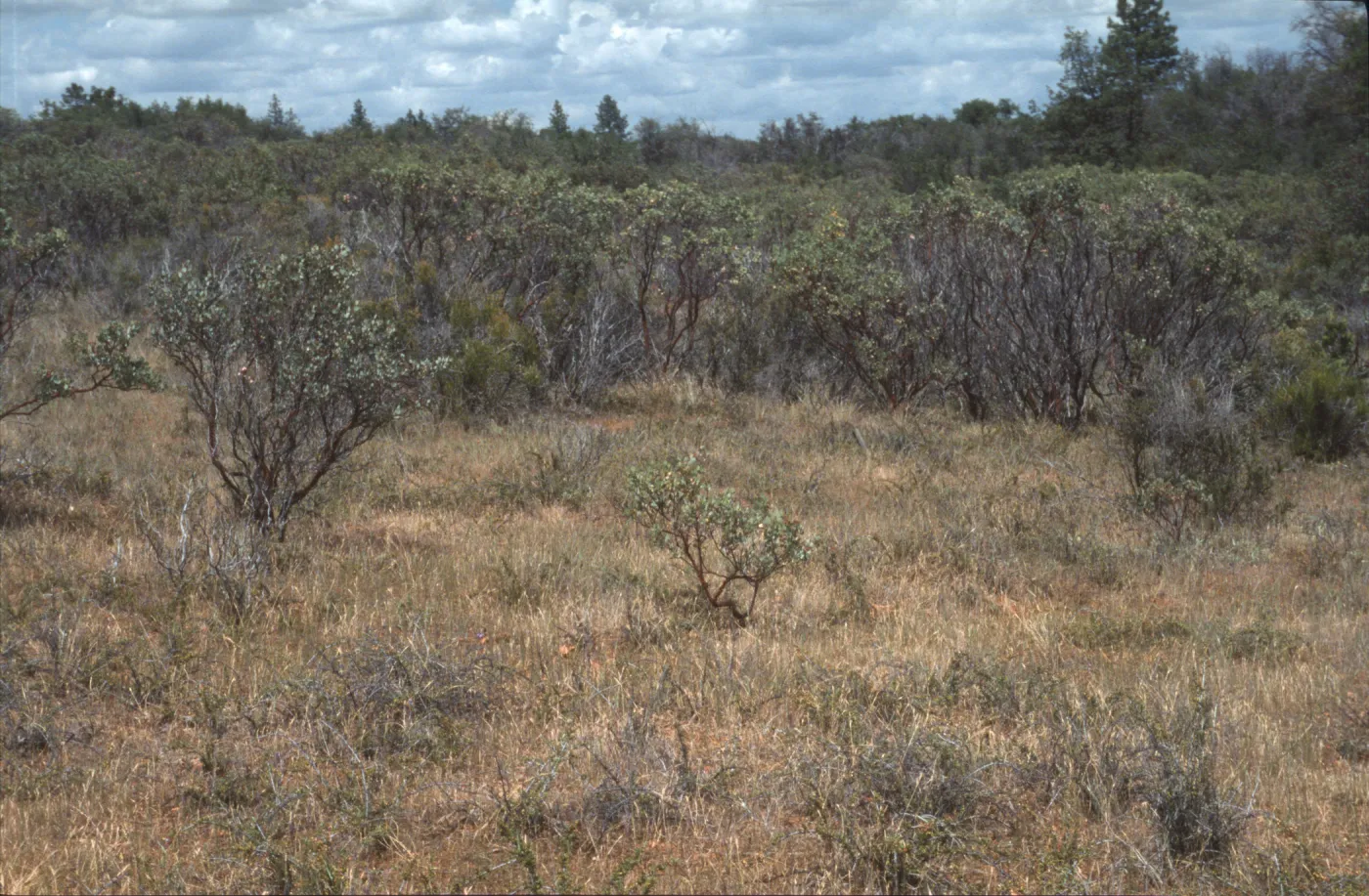 Ceanothus roderickii