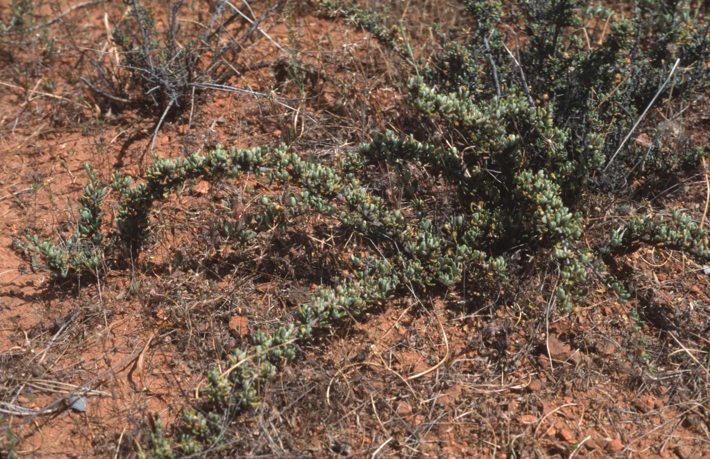 Ceanothus roderickii