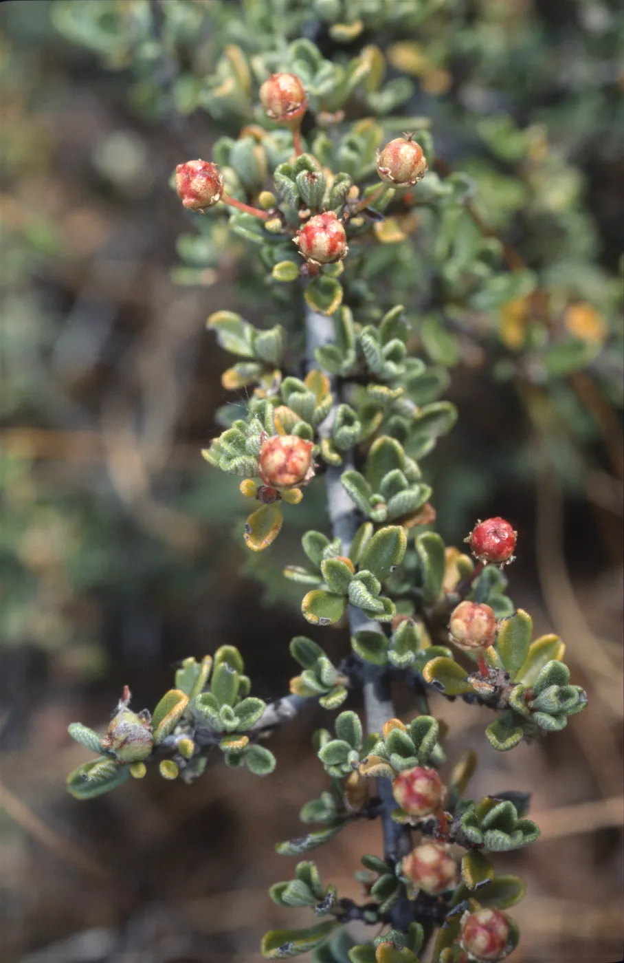 Ceanothus roderickii