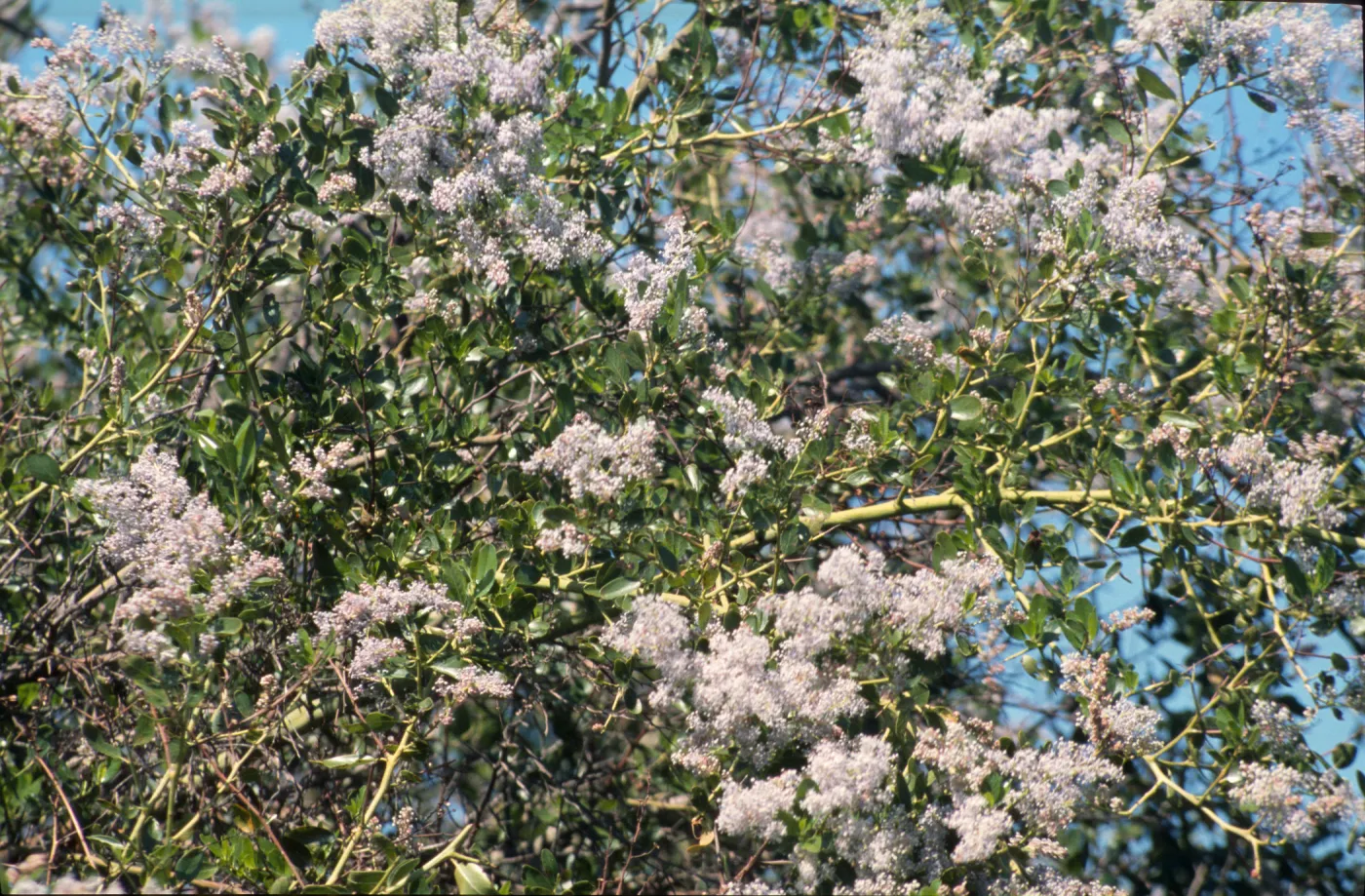 Ceanothus spinosus