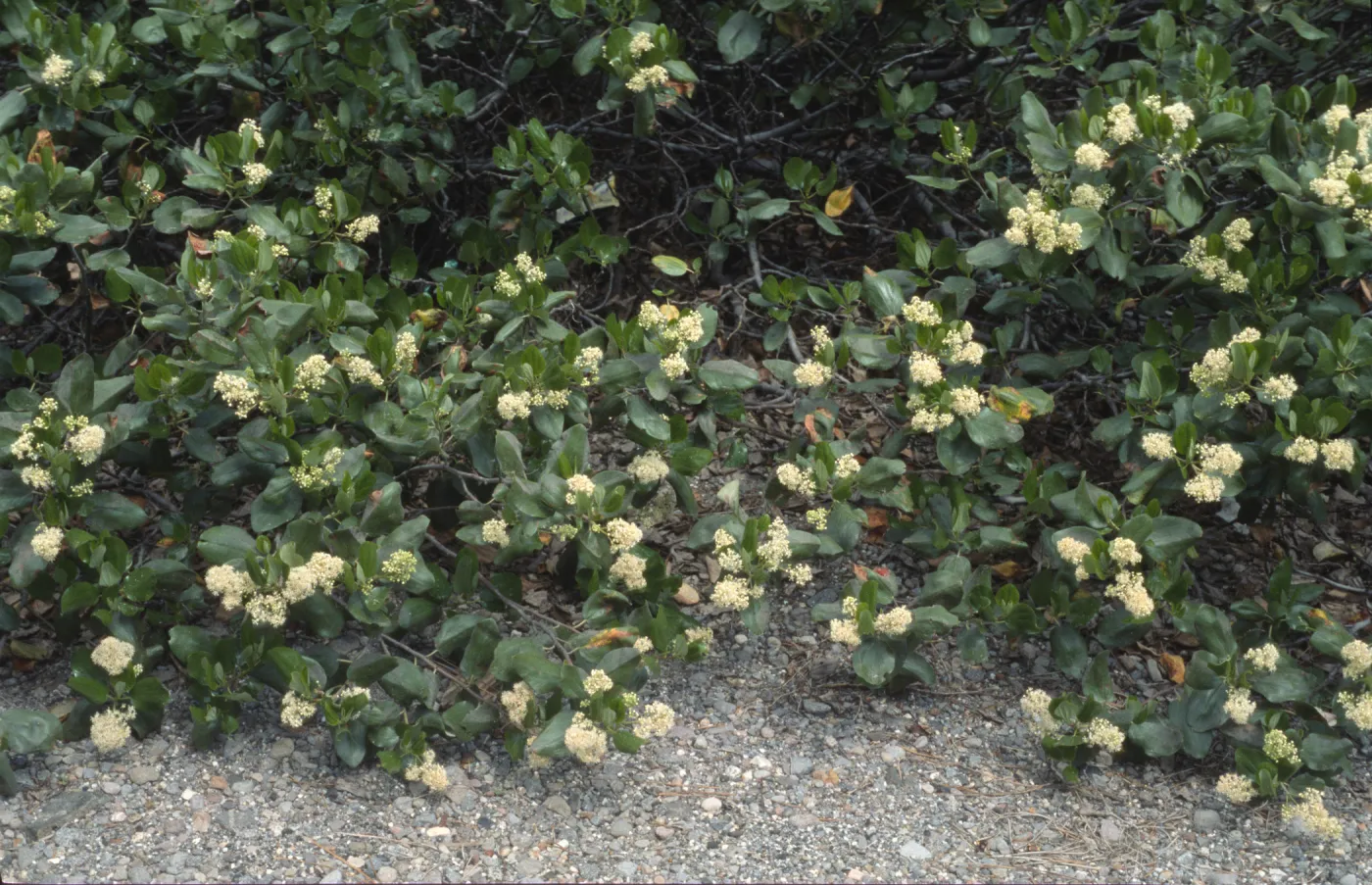 Ceanothus velutinus