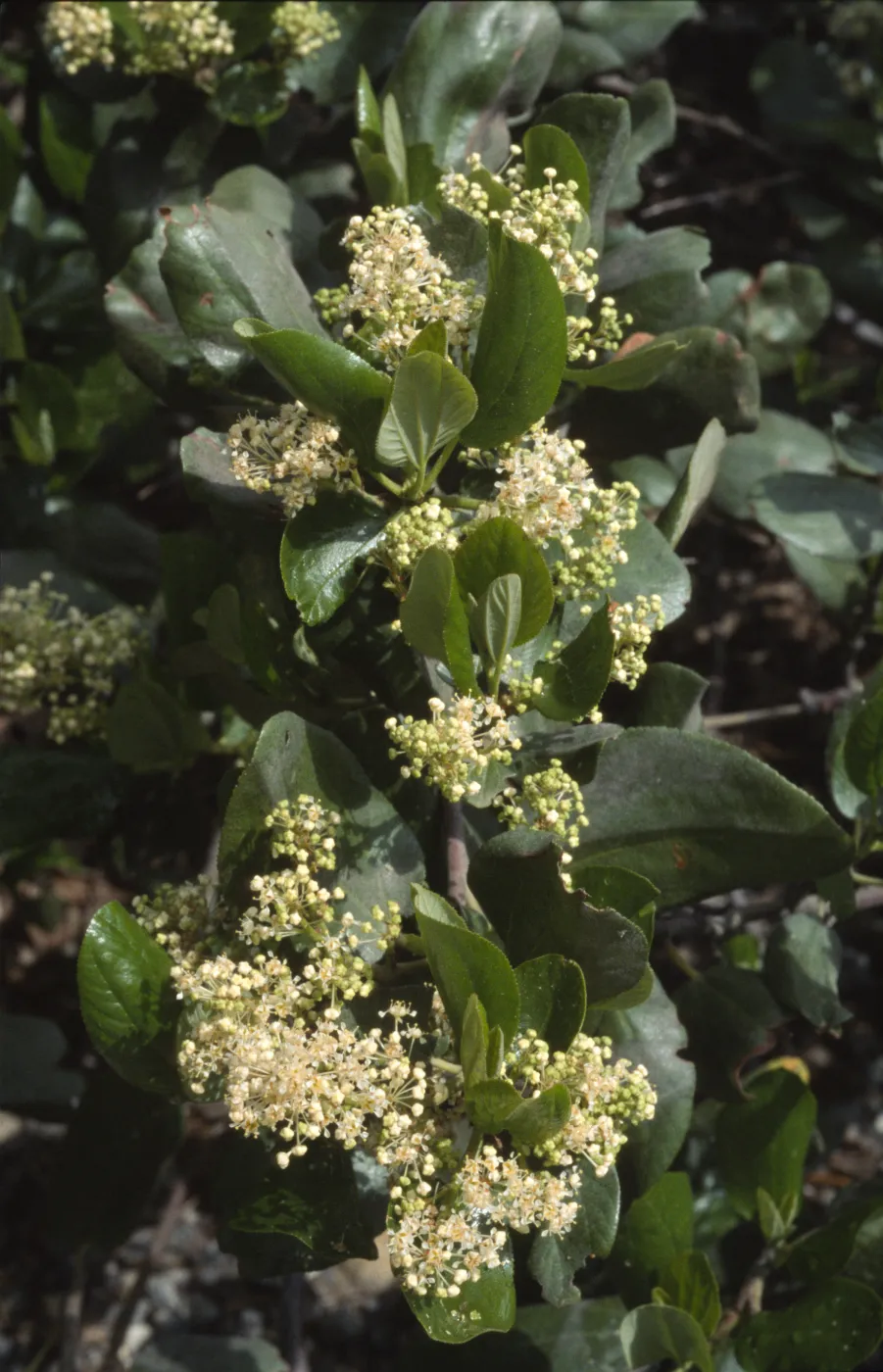 Ceanothus velutinus