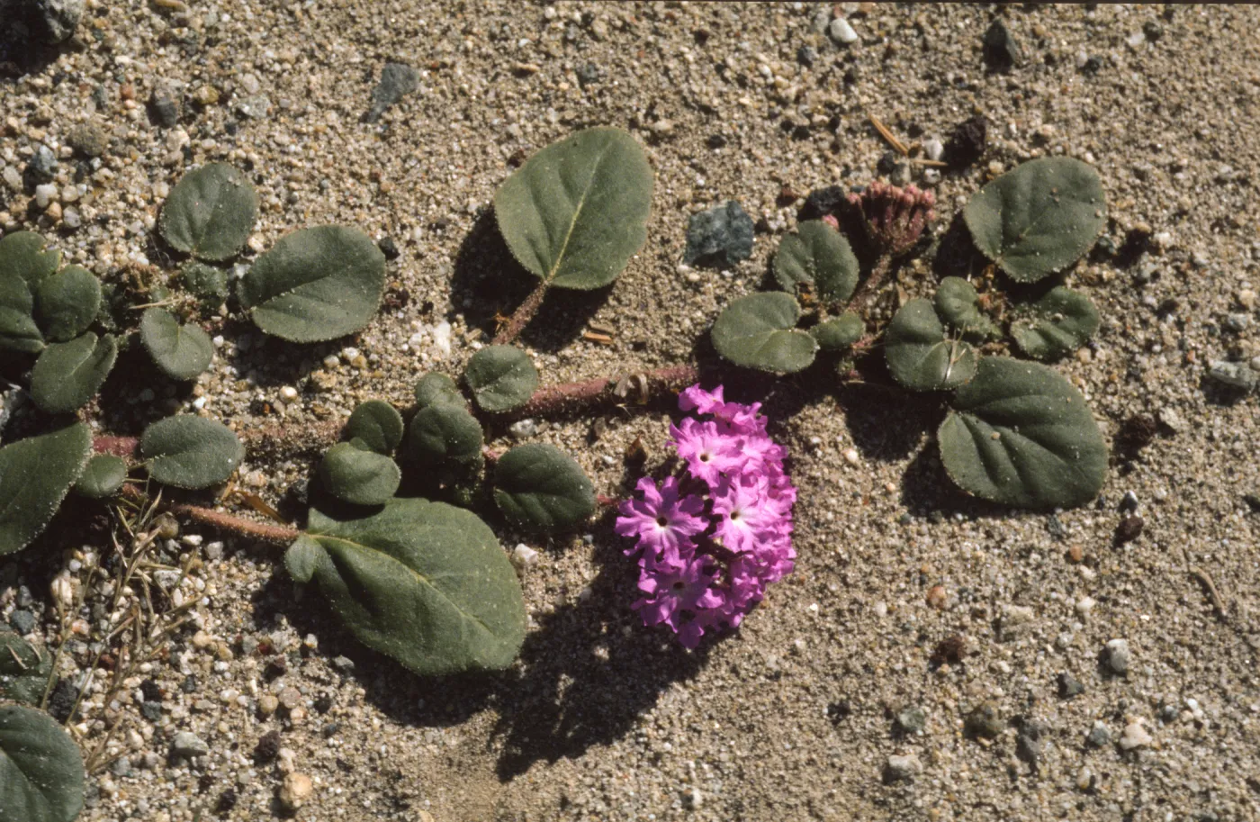 Abronia villosa