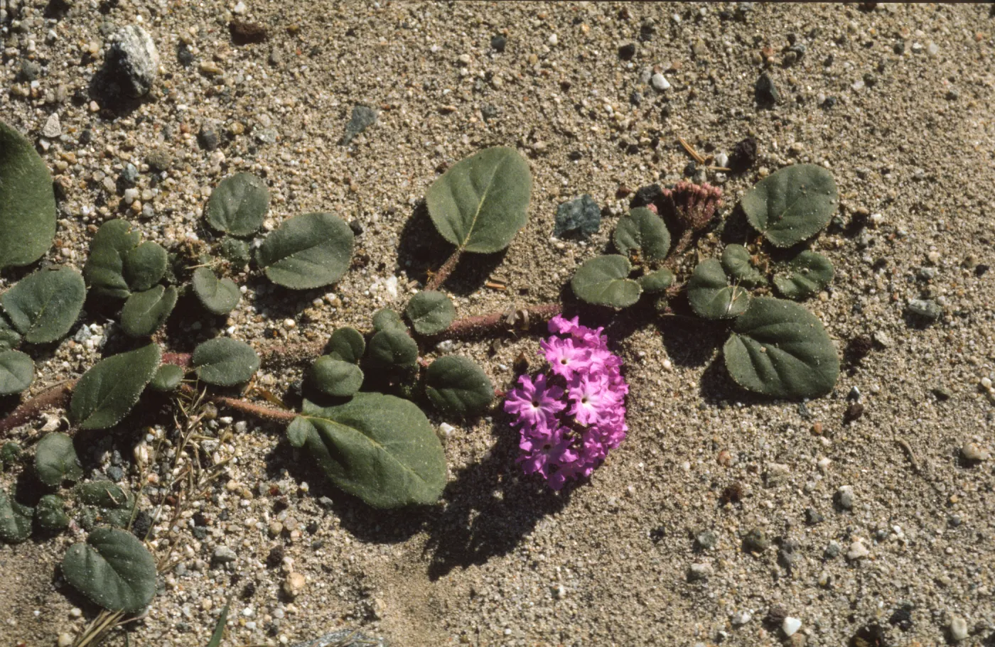 Abronia villosa