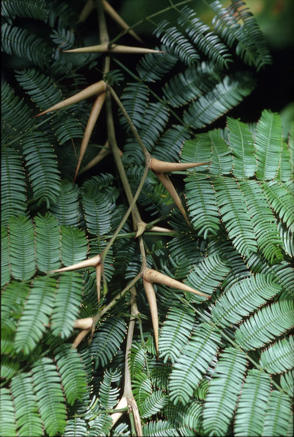 Acacia cornigera