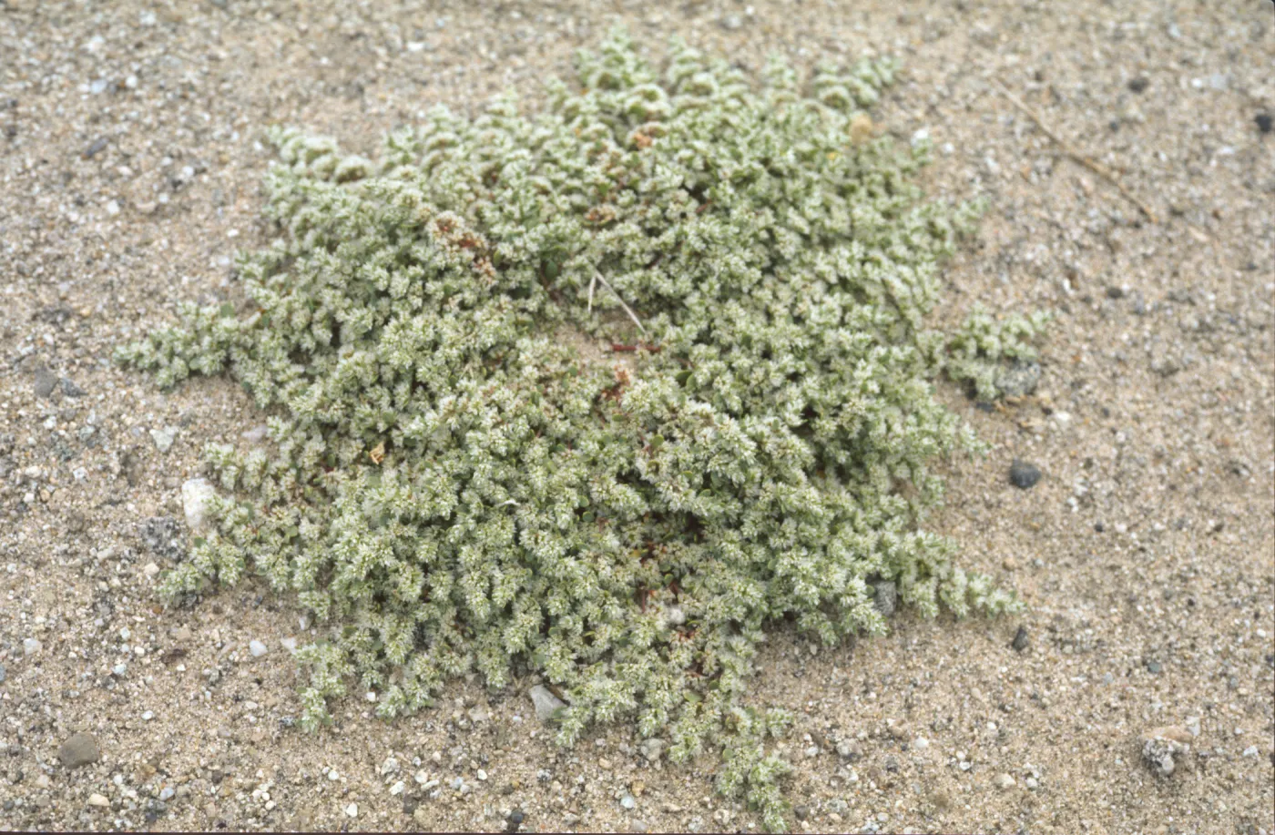 Achyronychia cooperi