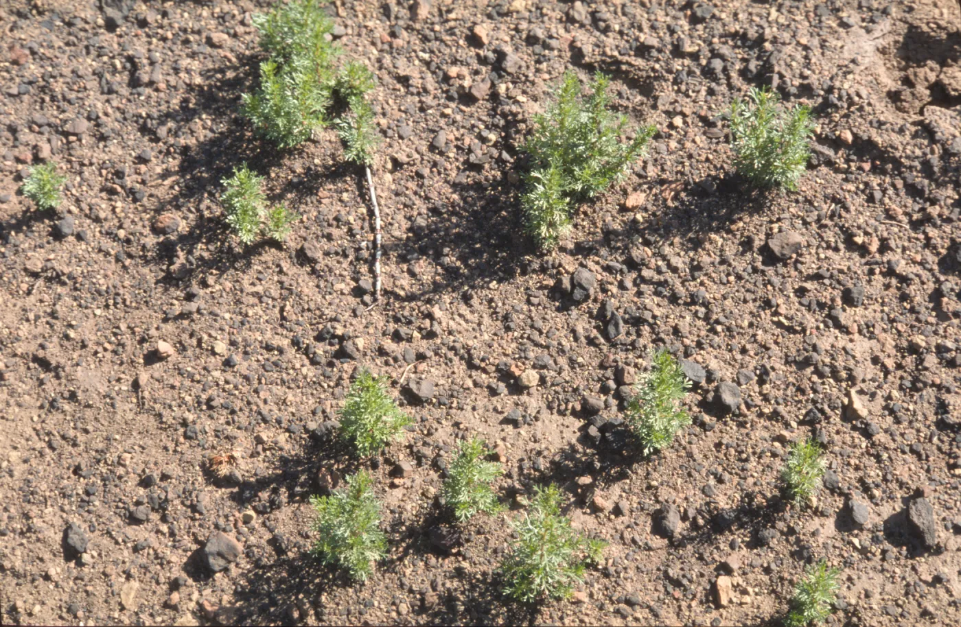 Adenostoma fasciculatum seedlings after fire