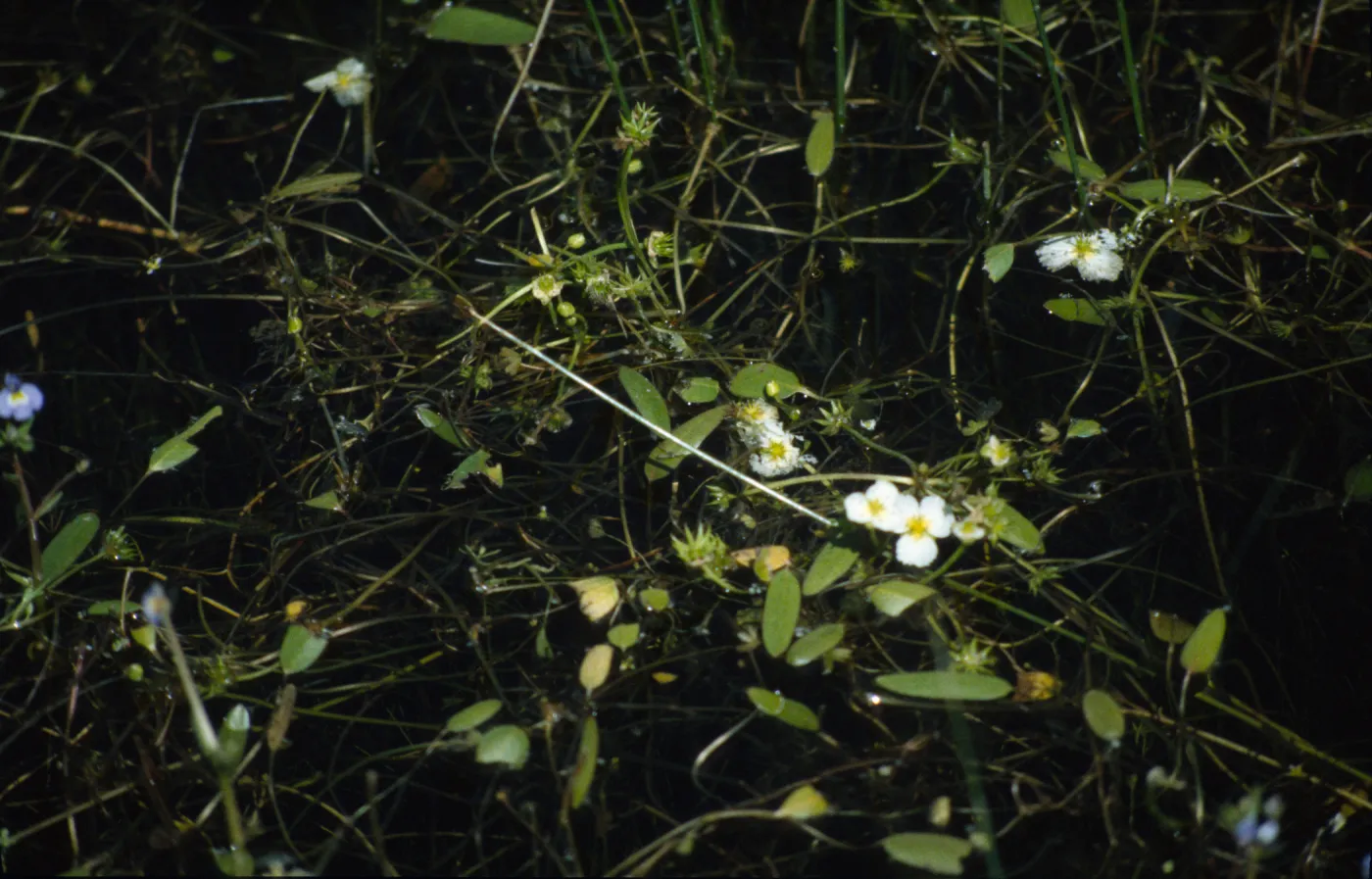 Alisma gramineum