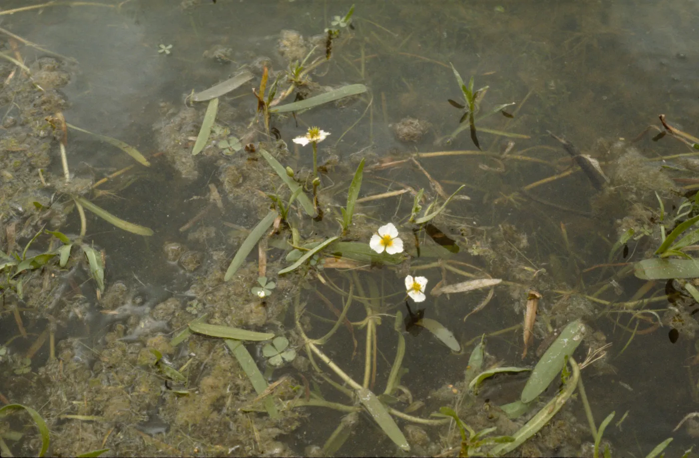 Alismataceae