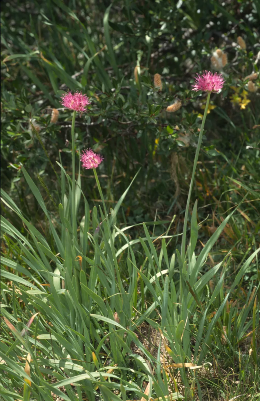 Allium validum